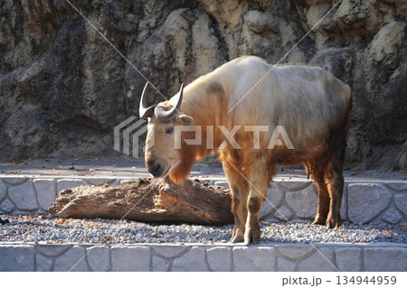 ゴールデンターキン Budorcas taxicolor bedfordi ゴールデンターキン Budorcas taxicolor bedfordi 134944959