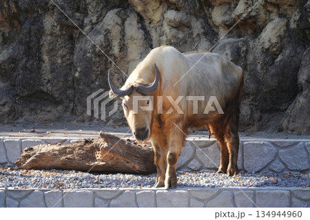 ゴールデンターキン　Budorcas taxicolor bedfordi 134944960