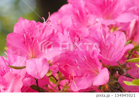 ピンクのツツジの花 134945021