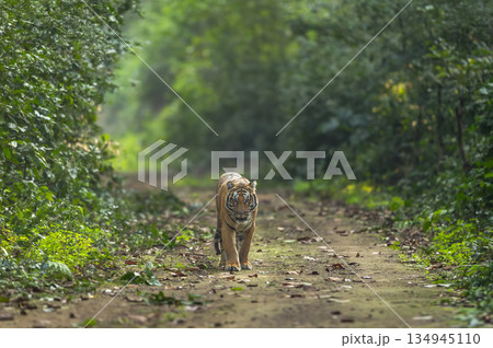 indian wild bengal male tiger or panthera tigris walking head on in natural scenic green background in winter season evening safari dhikala jim corbett national park forest reserve uttarakhand india 134945110