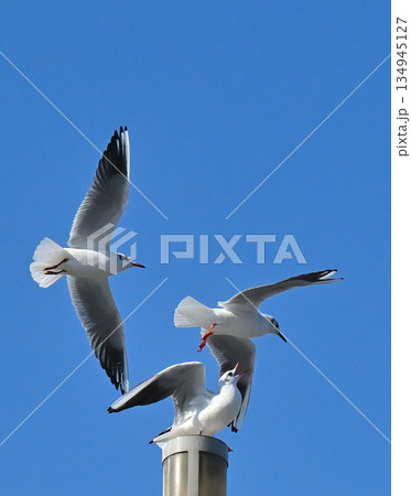 青空を飛ぶカモメ 134945127