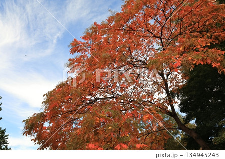 紅葉したヌルデの大木 134945243