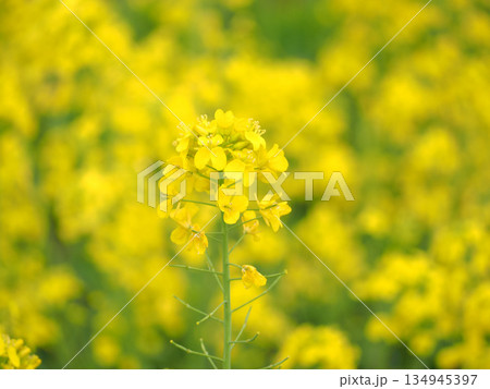 黄色い菜の花 134945397
