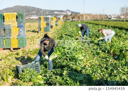 Portrait of female farmer standing on celery plantation with ripe vegetables in hands during harvest 134945439