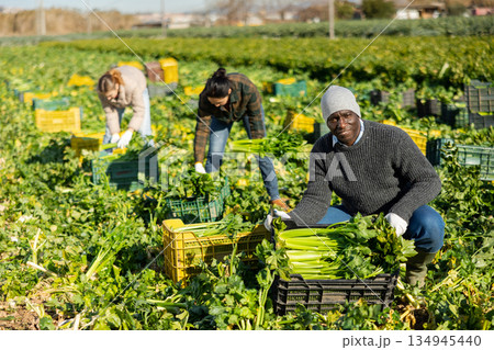 Man gardener squatting on celery field 134945440