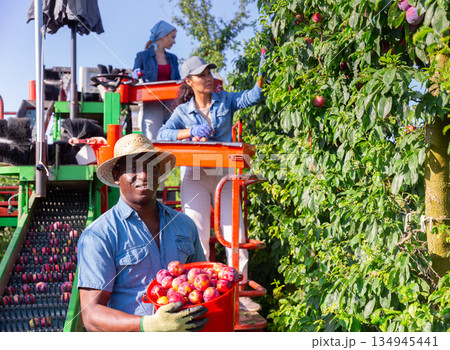 Three farmers collect ripe plums from a tree 134945441