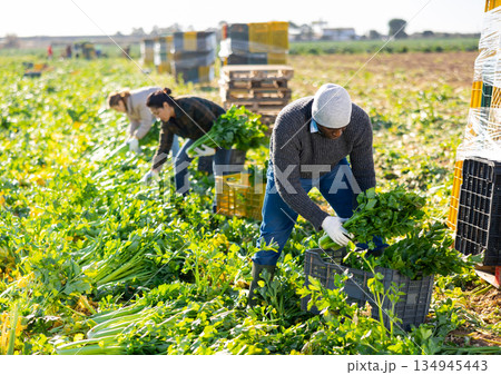 Gardener collecting celery crop on plantation 134945443