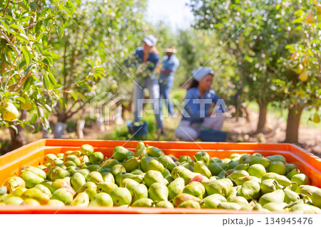 Box of pears and workers 134945476