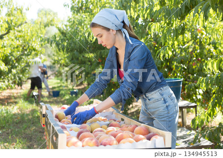 Woman packing fresh peaches 134945513