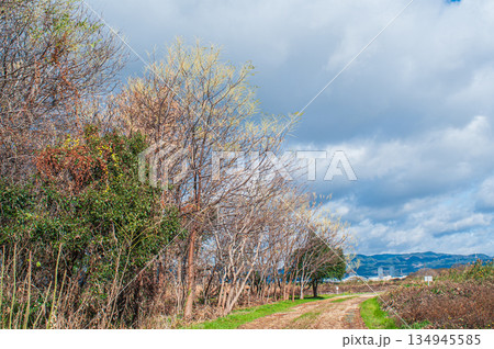 冬の淀川河川公園出口地区　大阪府枚方市 134945585