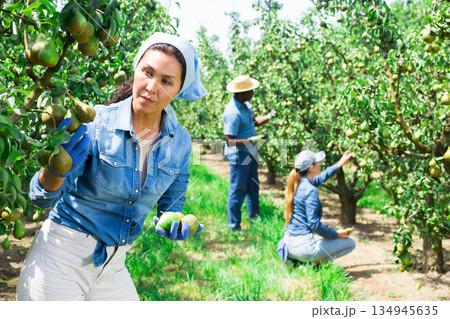 Woman farmer picking ripe pears in orchard Woman farmer picking ripe pears in orchard 134945635