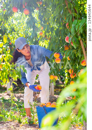 Asian woman orchard owner harvesting ripe peaches 134945644