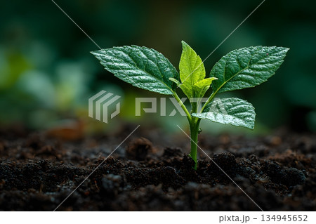 成長と新しい命のコンセプト 134945652
