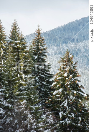 Christmas winter fir tree background banner 134945895