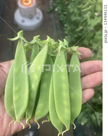 農家の手と新鮮な絹さや(ハウス栽培の収穫) 農家の手と新鮮な絹さや(ハウス栽培の収穫) 134946115