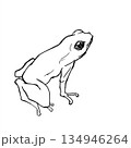 カエル 134946264