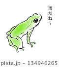 雨の日のカエル 134946265