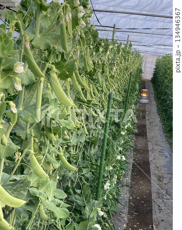 ビニールハウスでたわわに実るスナップエンドウ（品種：ニムラサラダスナップ・加温栽培） 134946367
