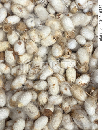 Silkworm cocoons yielding natural raw silk fiber 134946586