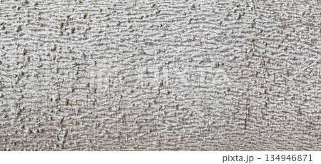 Close-up showing gray tree bark surface texture 134946871