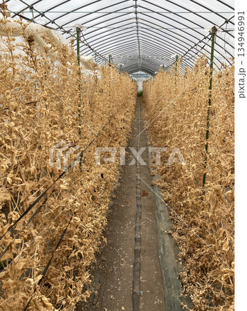 収穫を終えて一面茶色になったスナップエンドウの畑(品種:ニムラサラダスナップ・シーズンの終わり) 収穫を終えて一面茶色になったスナップエンドウの畑(品種:ニムラサラダスナップ・シーズンの終わり) 134946991