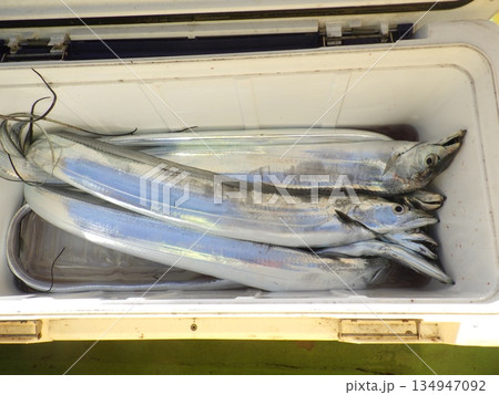 太刀魚が釣れたよ 太刀魚が釣れたよ 134947092