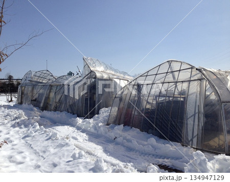 【記録写真】2014年の大雪で骨組みまで倒壊したビニールハウス（平成26年豪雪・雪害の甚大な被害） 134947129