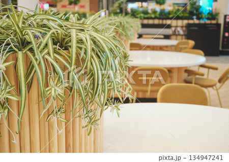 Spider plant in wooden planter decorating contemporary cafe space with white tables Spider plant in wooden planter decorating contemporary cafe space with white tables 134947241