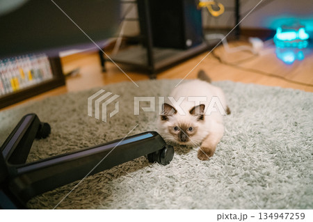 遊びに夢中なラグドールの子猫 遊びに夢中なラグドールの子猫 134947259