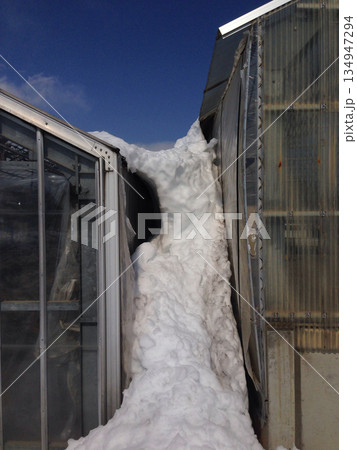 【記録写真】ハウスの間に堆積し側壁を圧迫する大量の雪（2014年大雪の被害・落雪の滞留） 134947294