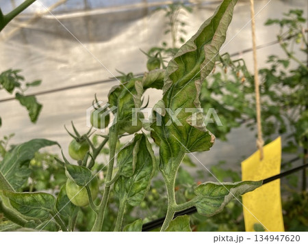 【病害写真】ミニトマト黄化葉巻病の中期症状と粘着トラップ(品種:甘っこ・進行した葉の巻きと黄化) 【病害写真】ミニトマト黄化葉巻病の中期症状と粘着トラップ(品種:甘っこ・進行した葉の巻きと黄化) 134947620