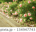 バラの花が咲いている垣根 134947743