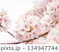 日に照らされる桜 134947744