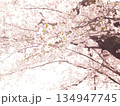 木の下から見上げた満開の桜 134947745