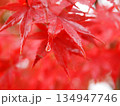 雨露落ちる真っ赤な紅葉 134947746