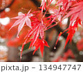 雨の中の紅葉 134947747