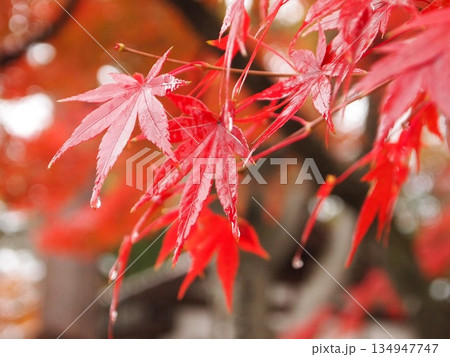 雨の中の紅葉 雨の中の紅葉 134947747