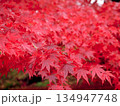 真っ赤な紅葉 134947748