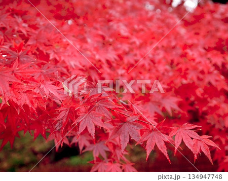 真っ赤な紅葉 134947748