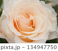 美しいバラの花 134947750
