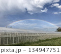 ビニールハウスの上に大きく架かる虹のアーチ（雨上がりの農村風景と青空） 134947751