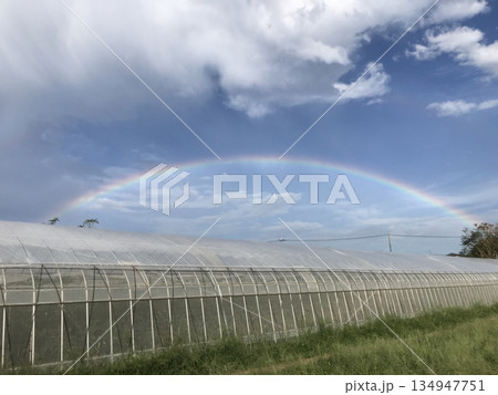 ビニールハウスの上に大きく架かる虹のアーチ（雨上がりの農村風景と青空） 134947751