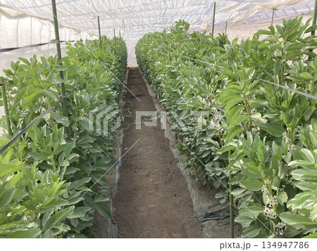 ビニールハウスで栽培中のイタリアそら豆「ファーベ」（開花と成長の様子・イタリア野菜） 134947786