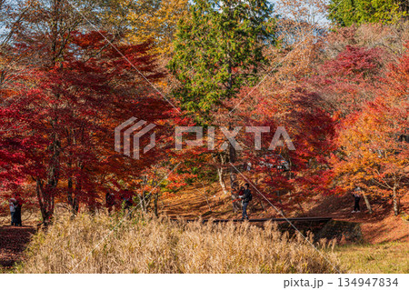 豊田市のタカドヤ湿地の風景(愛知県) 134947834