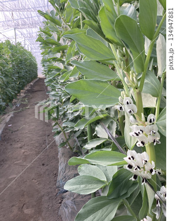 ビニールハウスで順調に開花するイタリアそら豆「ファーベ」の株（栽培風景） 134947881
