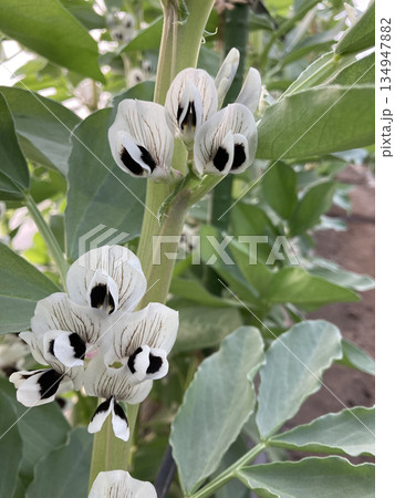 イタリアそら豆「ファーベ」の特徴的な白と黒の花（開花・クローズアップ） 134947882