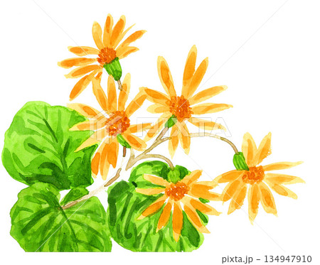 水彩で描いた石蕗26103pix7 134947910