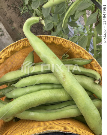 収穫カゴいっぱいの新鮮なイタリアそら豆「ファーベ」(採れたての収穫風景) 収穫カゴいっぱいの新鮮なイタリアそら豆「ファーベ」(採れたての収穫風景) 134947961
