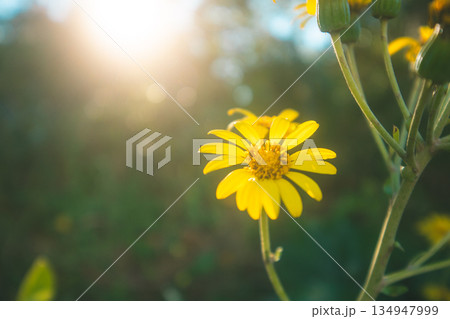 キラキラ輝く元気な花 134947999