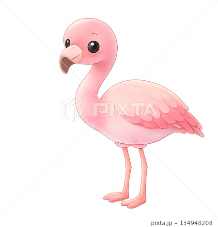 フラミンゴのイラスト 134948208